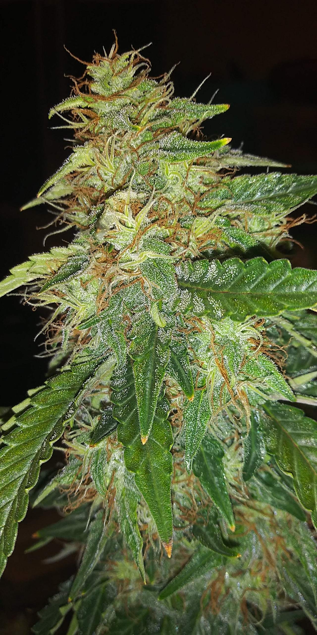 ORIGINAL RUSSIAN AUTO X1 - FASTBUDS