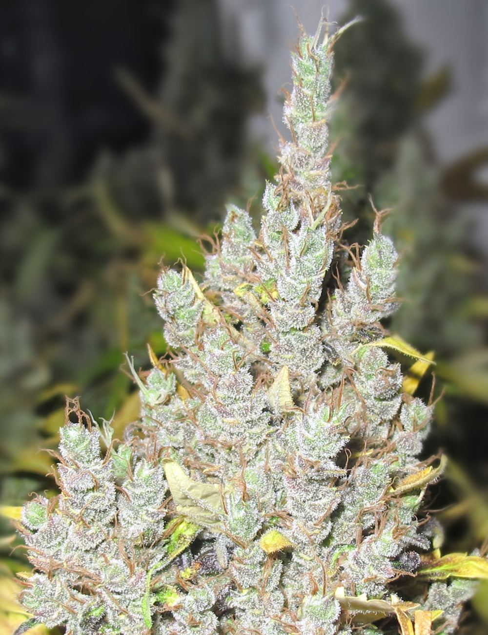 2046 FEM X3 - MEDICAL SEEDS