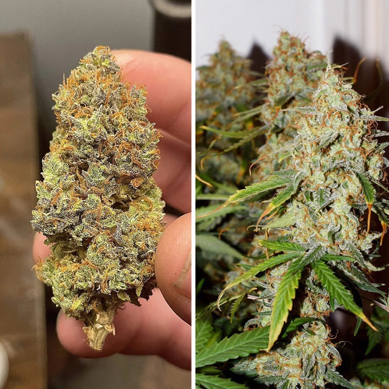 BROOKLYN SUNRISE AUTO X3- DUTCH PASSION