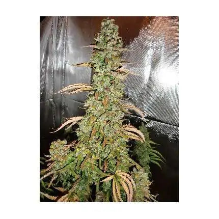 XTREME AUTO - DUTCH PASSION