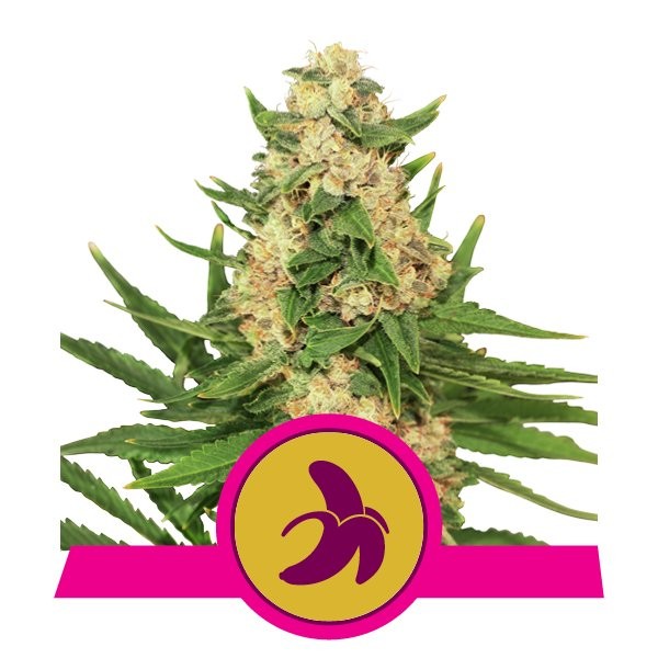 FAT BANANA AUTO X3 - ROYAL QUEEN SEEDS