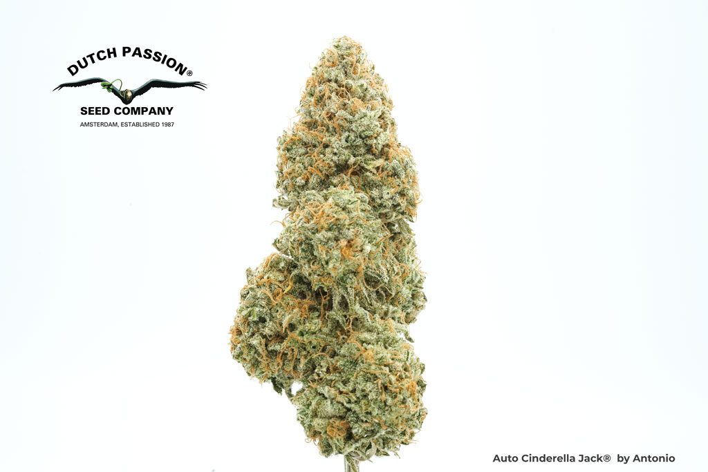 CINDERELLA JACK AUTO X3 - DUTCH PASSION X BUDDHA SEEDS