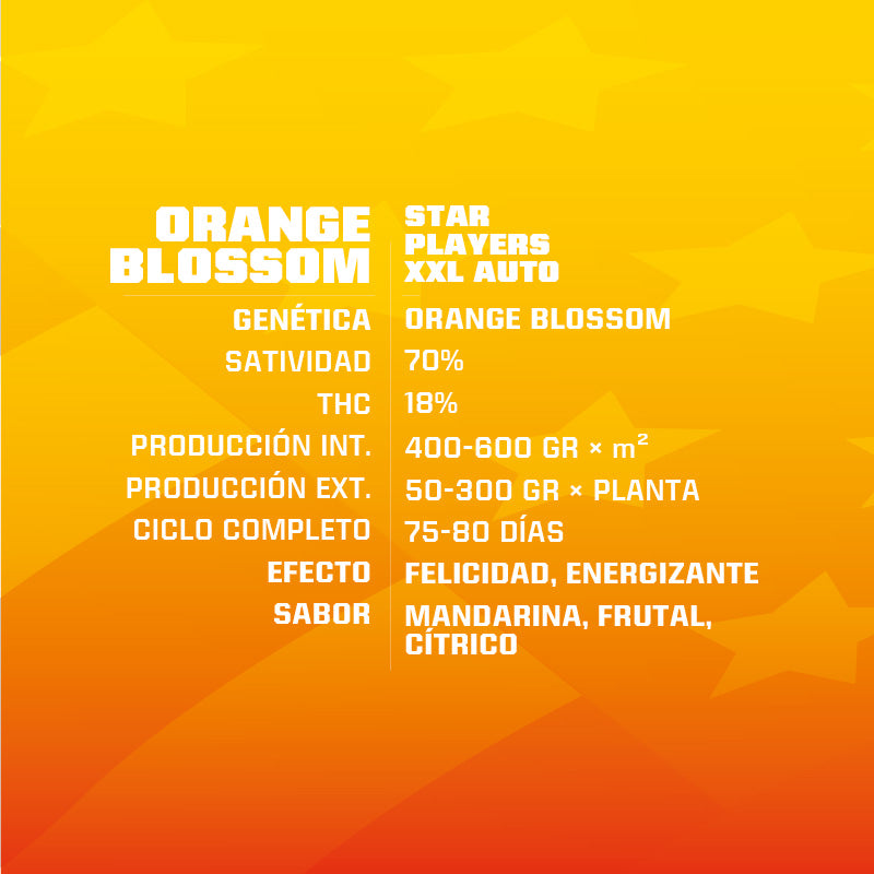 ORANGE BLOSSOM XXL AUTO - BSF