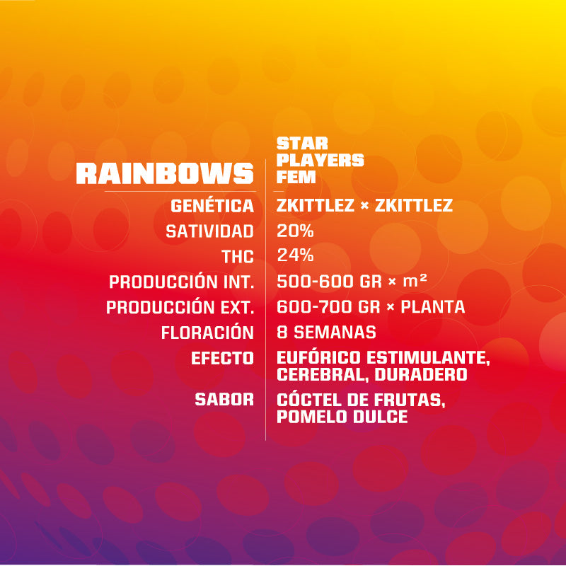 RAINBOW FEM - BSF