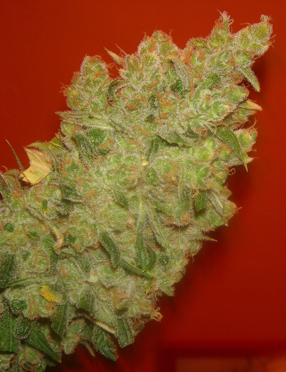 JACK LA MOTA X3 FEM - MEDICAL SEEDS