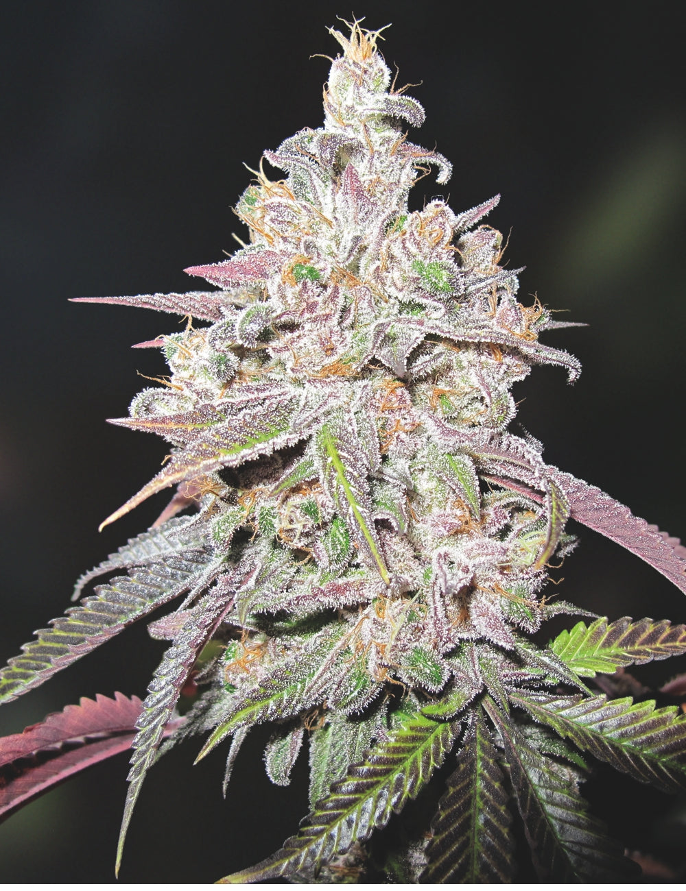 MENDOCINO CHANEL KUSH X3 - MEDICAL SEEDS