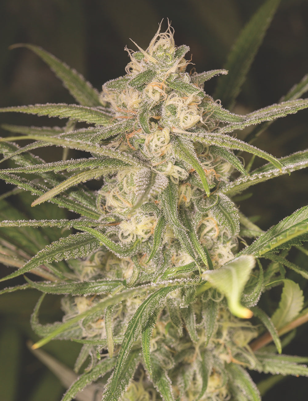 NO NAME AUTO X3+2 - MEDICAL SEEDS