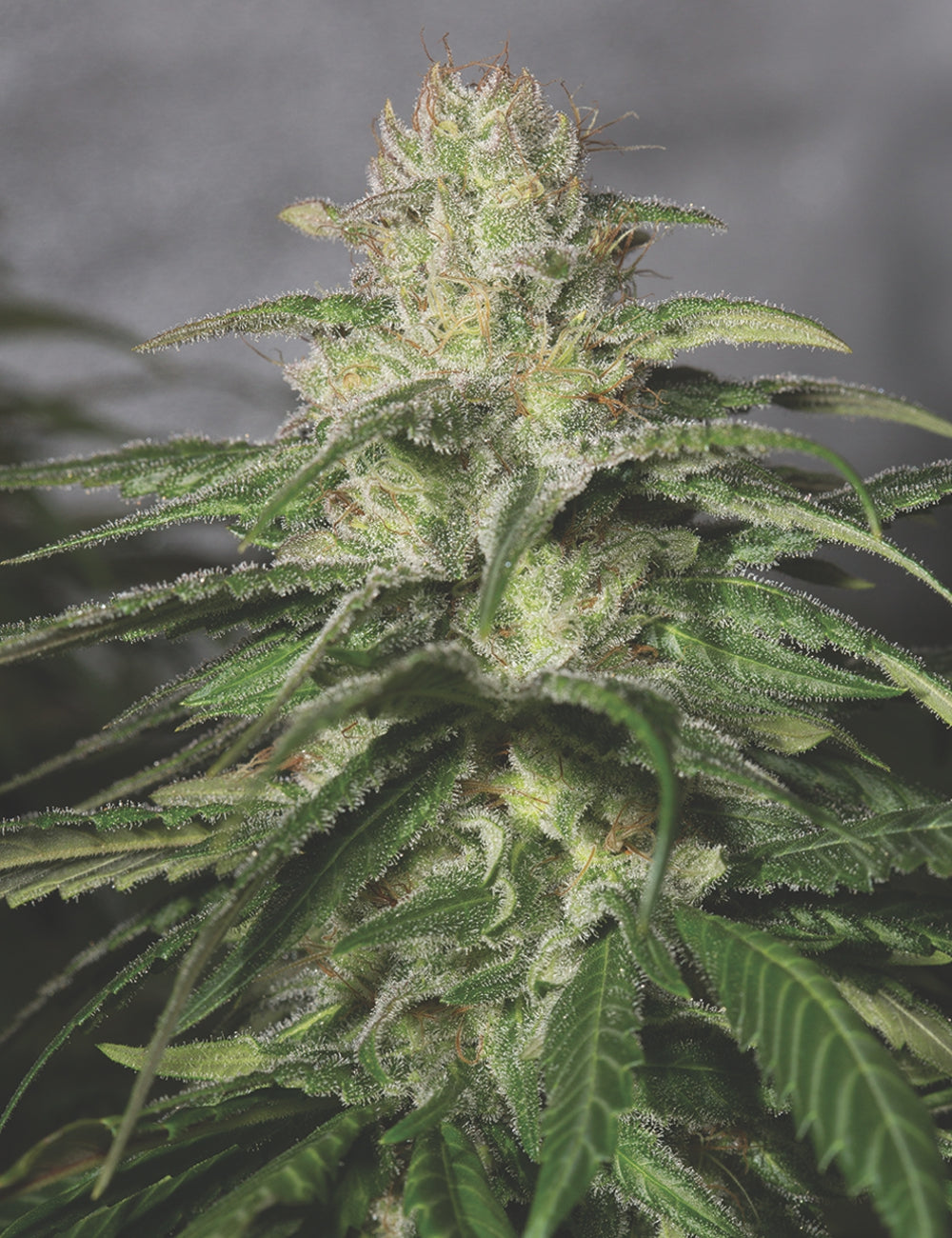 OG KUSH CBD FEM X3 - MEDICAL SEEDS