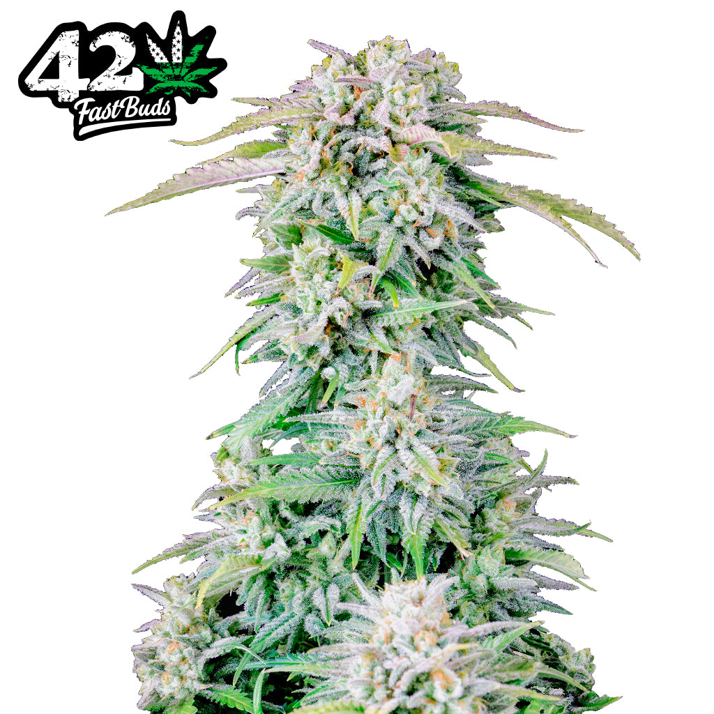 ORIGINAL AFGHAN KUSH AUTO X1 - FAST BUDS