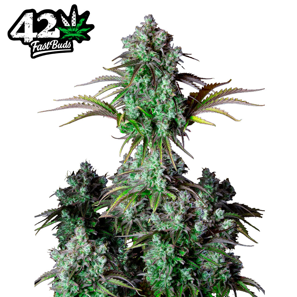 ORIGINAL BIG BUD AUTO X1 - FAST BUDS