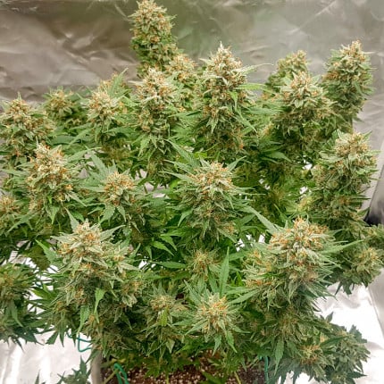 BANANA BLAZE AUTO X7 - DUTCH PASSION