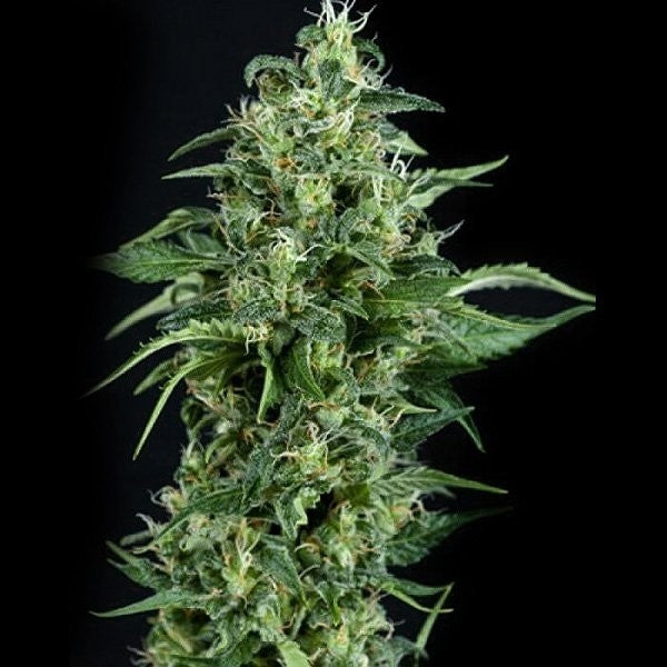 KRYPTONITE AUTO - PYRAMID SEEDS