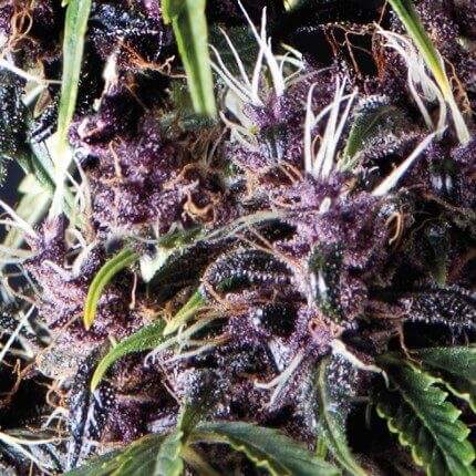 PURPLE AUTO - PYRAMID SEEDS