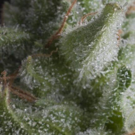 SHARK AUTO - PYRAMID SEEDS