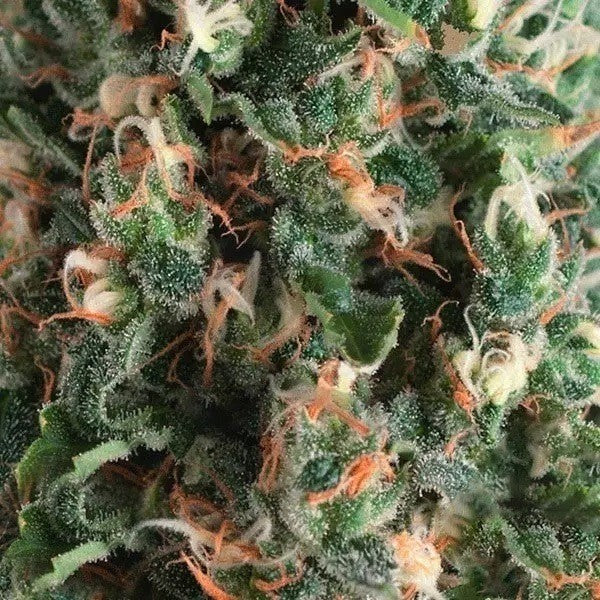 SUPER OG KUSH AUTO - PYRAMID SEEDS
