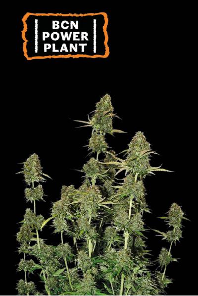 BCN POWER PLANT AUTO X3- SEEDSTOCKERS