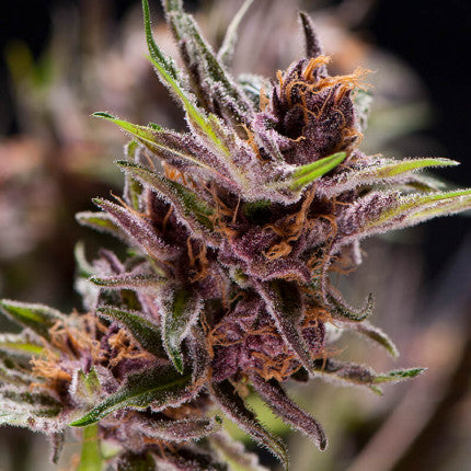 BLACK CHERRY PUNCH FEM 3X+1 - PYRAMID SEEDS