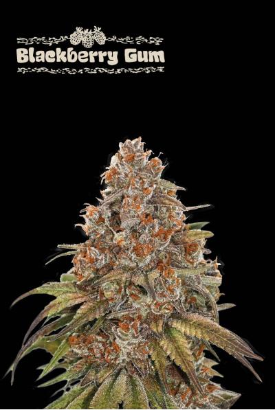 BLACKBERRY GUM AUTO X3 - SEED STOCKERS