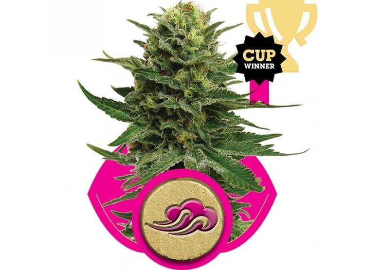 BLUE MYSTIC X1 FEM - ROYAL QUEEN SEEDS