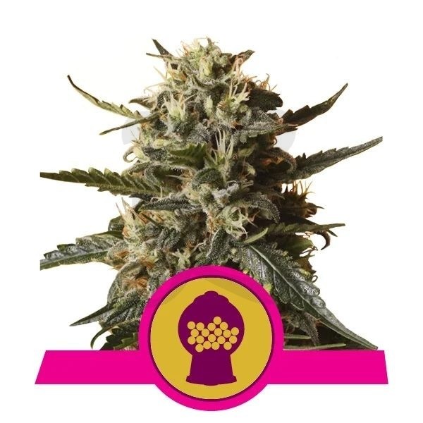 BUBBLEGUM X1 FEM - ROYAL QUEEN SEEDS