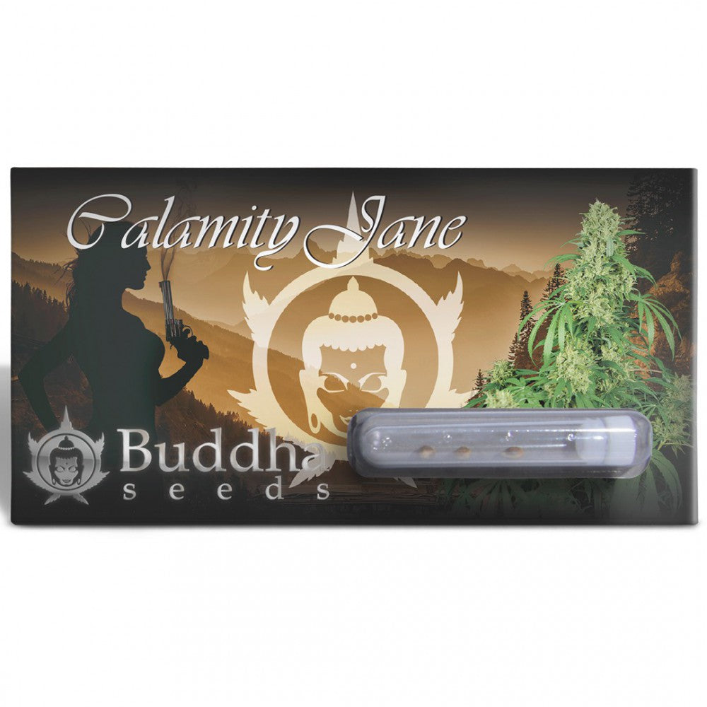 CALAMITY JANE AUTO x3 -Buddha seeds