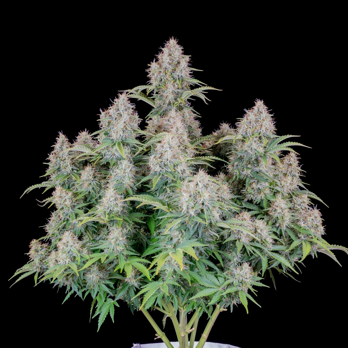 ORIGINAL CINDERELLA AUTO X1 - FASTBUDS