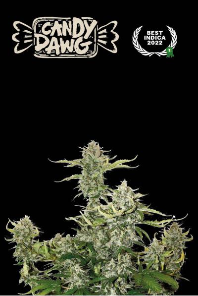 CANDY DAWG AUTO X3 - SEED STOCKERS