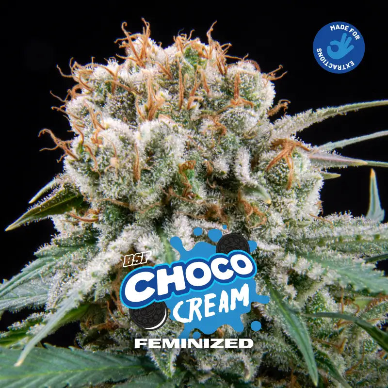 CHOCO CREAM FEM X4 - BSF SEEDS