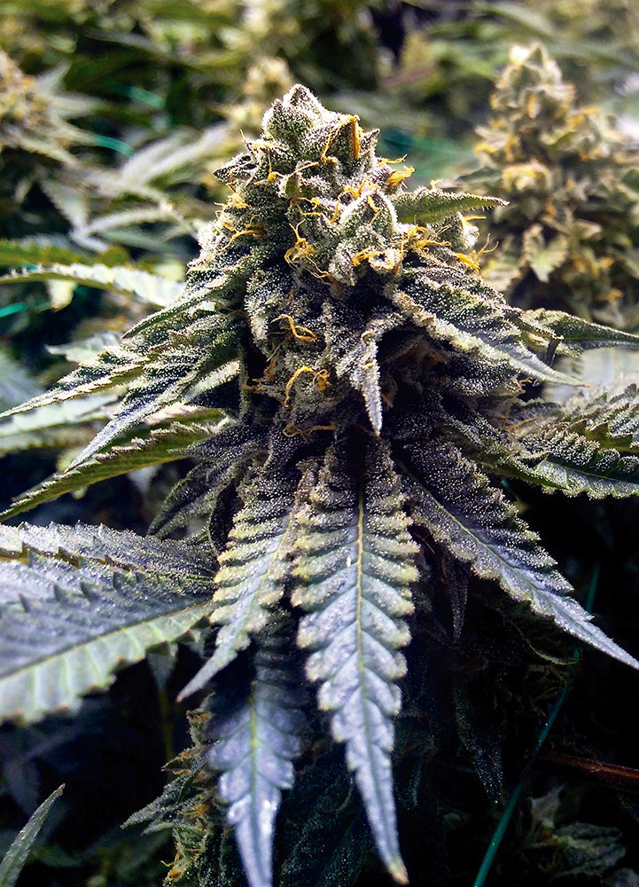 CHOCOLATE MINT OG AUTO X3 - HUMBOLDT