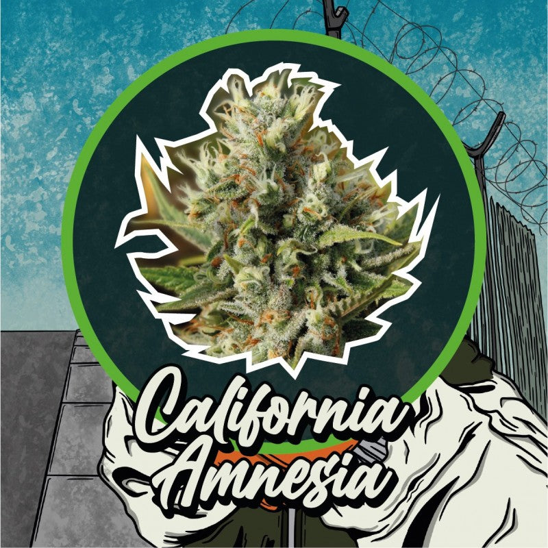 CALIFORNIA AMNESIA AUTO X4 - DELIRIUM SEEDS