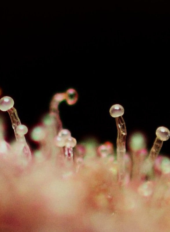 CREAM CARAMEL X3+1 AUTO - SWEET SEEDS