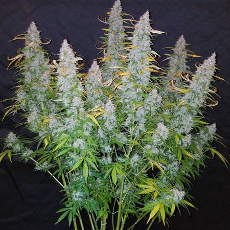 CALIFORNIAN SNOW AUTO X1 - FAST BUDS