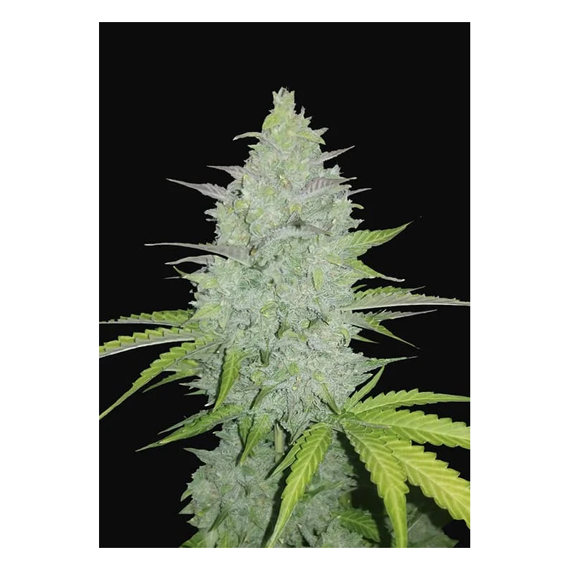 ORIGINAL CHEESE AUTO X1 - FAST BUDS