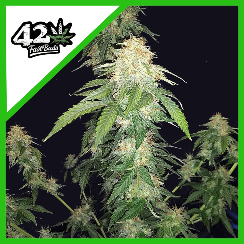 ORIGINAL AUTO RUSSIAN X1 - FAST BUDS