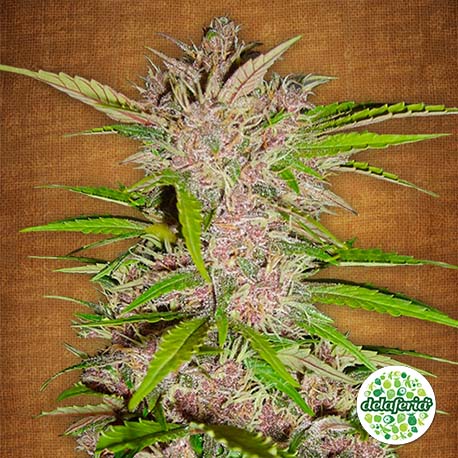 FASTBERRY AUTO - FAST BUDS