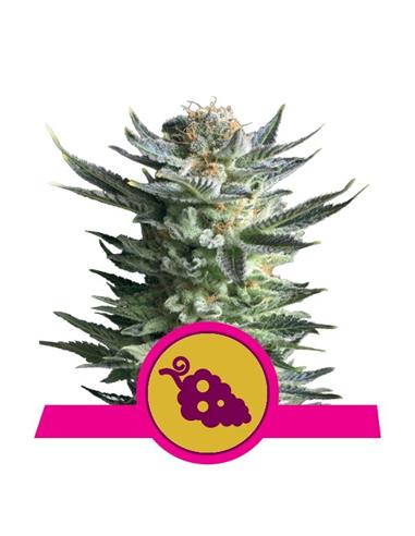 FRUIT SPIRIT X1 - ROYAL QUEEN SEEDS