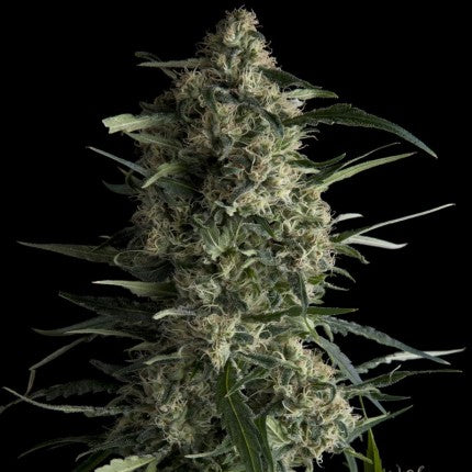 GALAXY FEM X3+1 - PYRAMID SEEDS