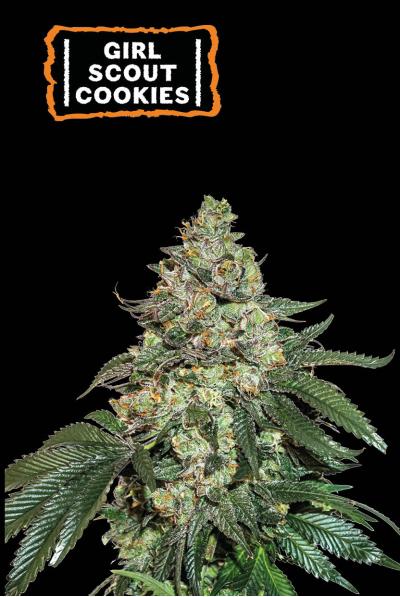 GIRL SCOUT COOKIES AUTO X3 - SEED STOCKERS