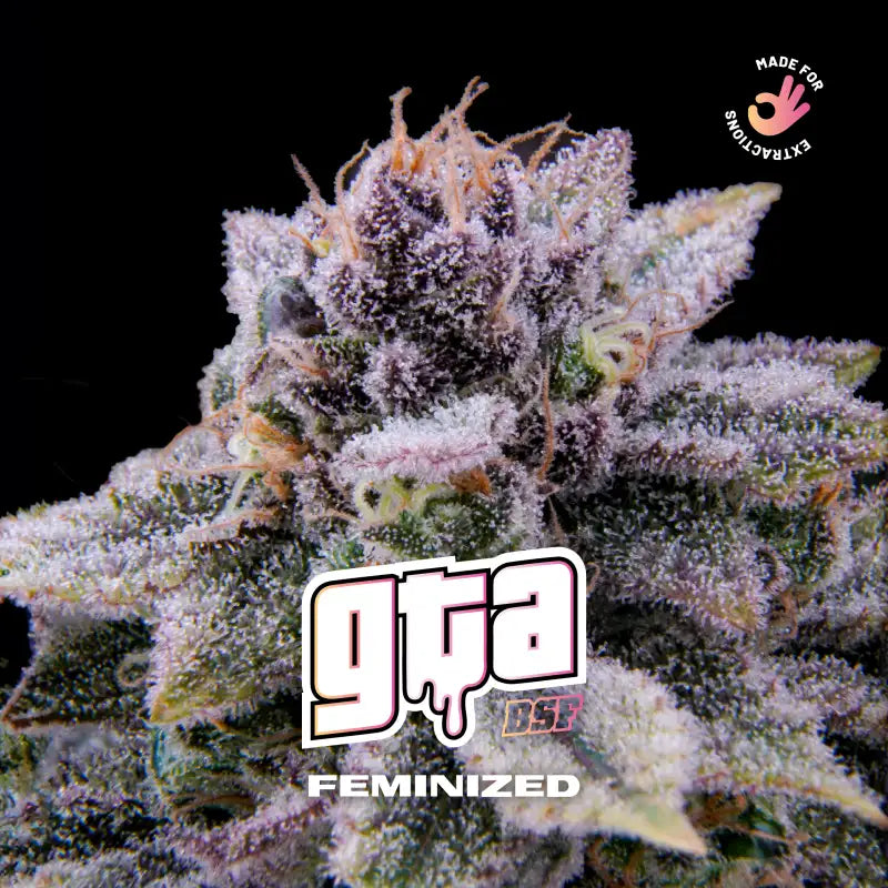 GTA FEM X2 - BSF SEEDS