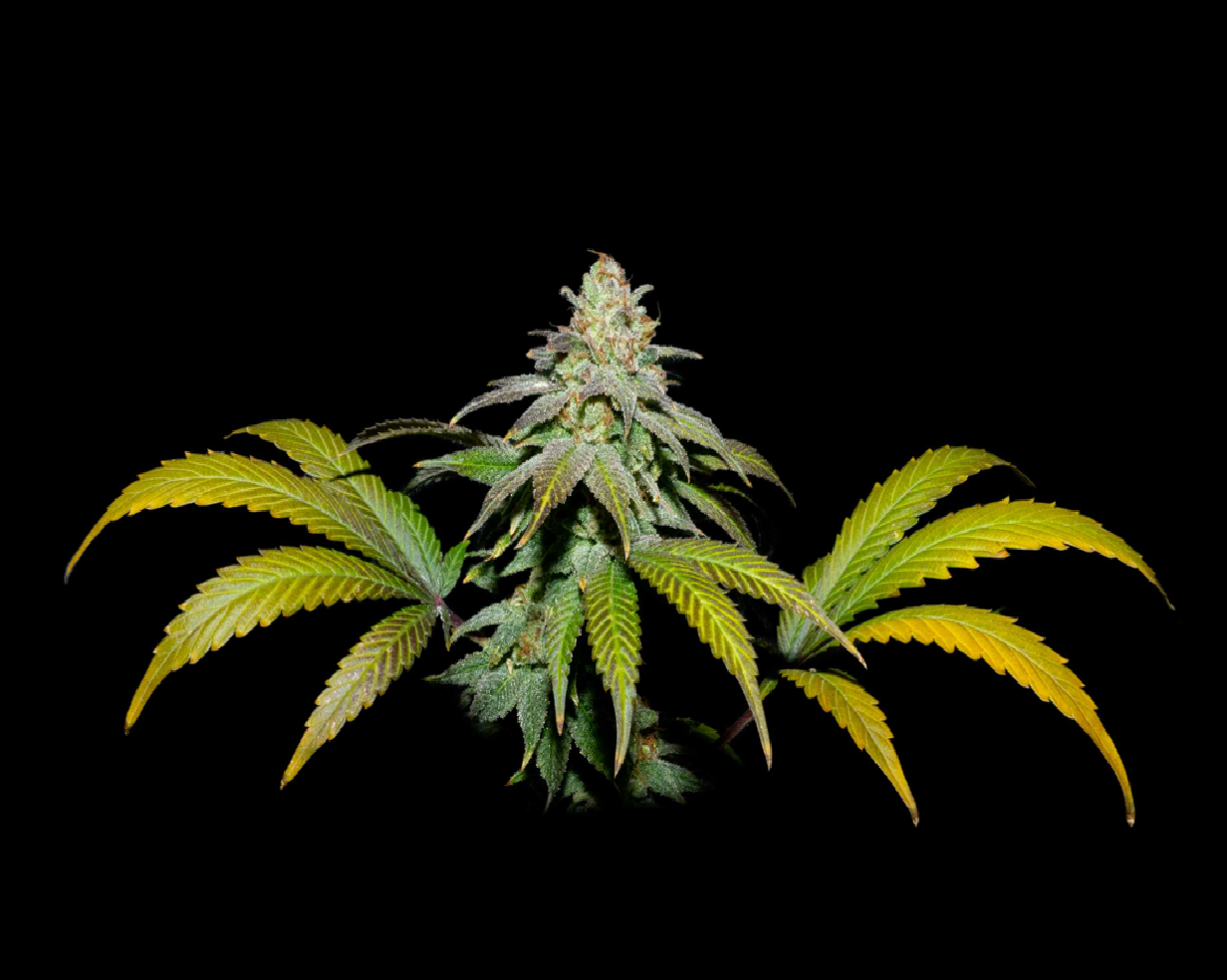 GUAVA X FRUITY PEBBLES OG X3+1 - SECRET FILE