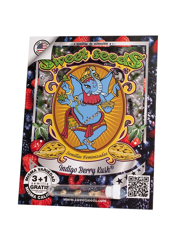 INDIGO BERRY KUSH X3+1 FEM - SWEET SEEDS