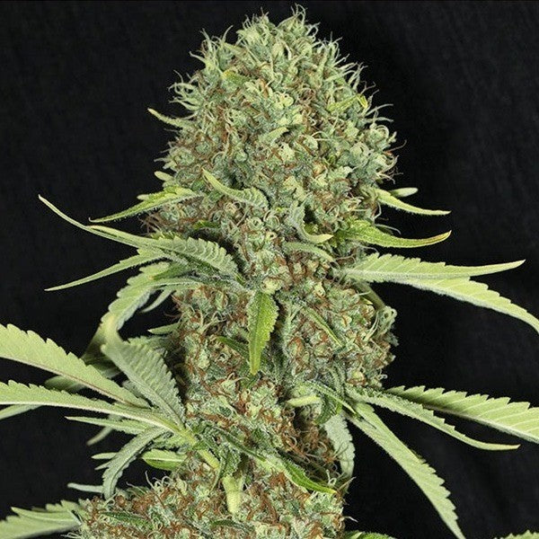 JAMAICAN DREAM X3+1 FEM - EVA SEEDS