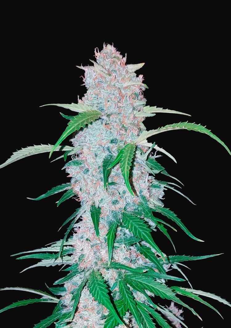 SIX SHOOTER AUTO X1 - FAST BUDS
