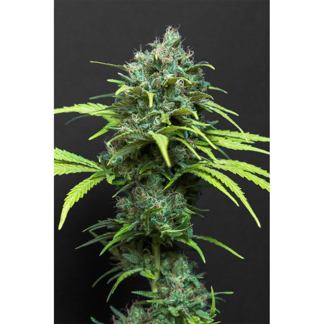 MADRID NIGHT HAZE X3 FEM - SPANISH PASSION SEEDS