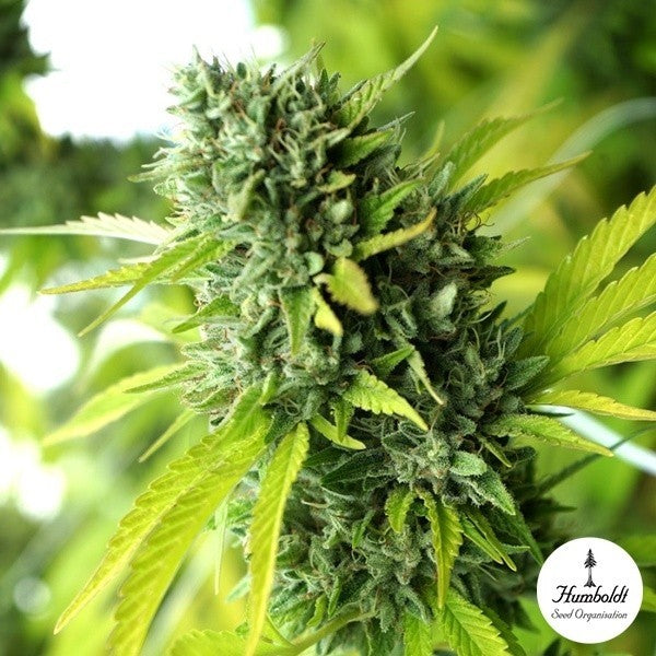 MANGO OG AUTO X3 - HUMBOLDT