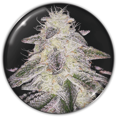 MEDICAL RUNTZ FEM X3+2 - MEDICAL SEEDS