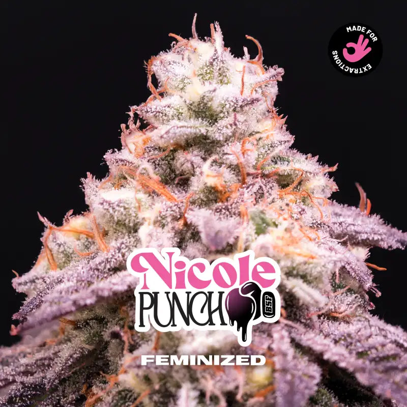 NICOLE PUNCH FEM X2 - BSF SEEDS