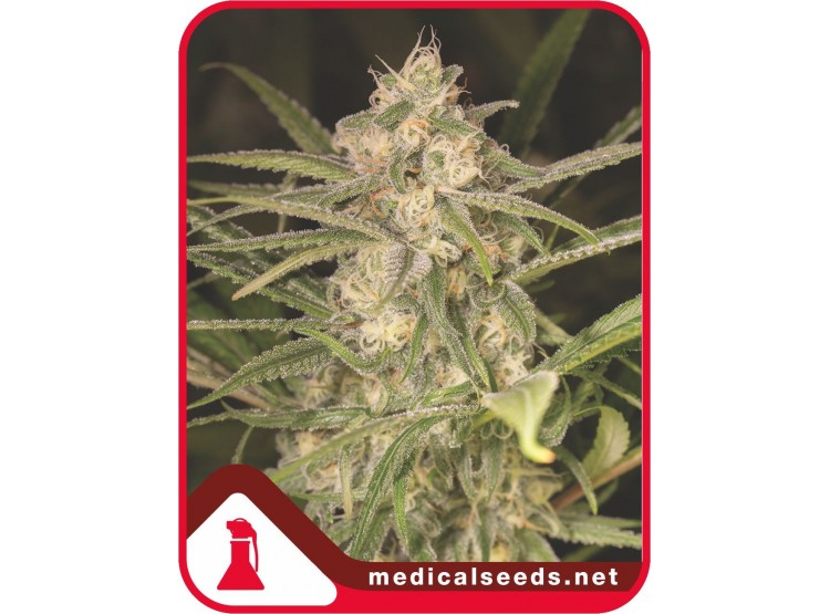 NO NAME X3 FEM - MEDICAL SEEDS