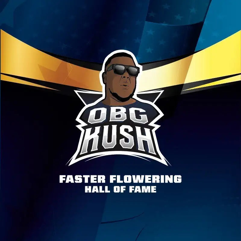 OBG KUSH FAST VERSION - BSF