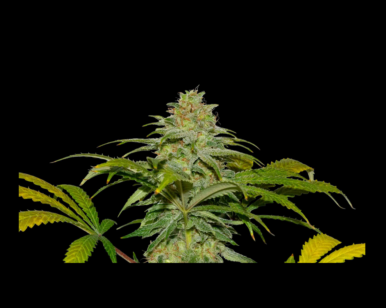 PAPAYA X FRUITY PEBBLES OG X3+1 - SECRET FILE